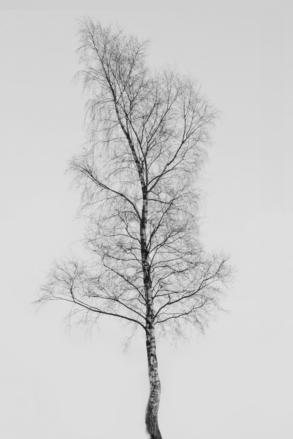 árbol desnudo negro bajo el cielo blanco