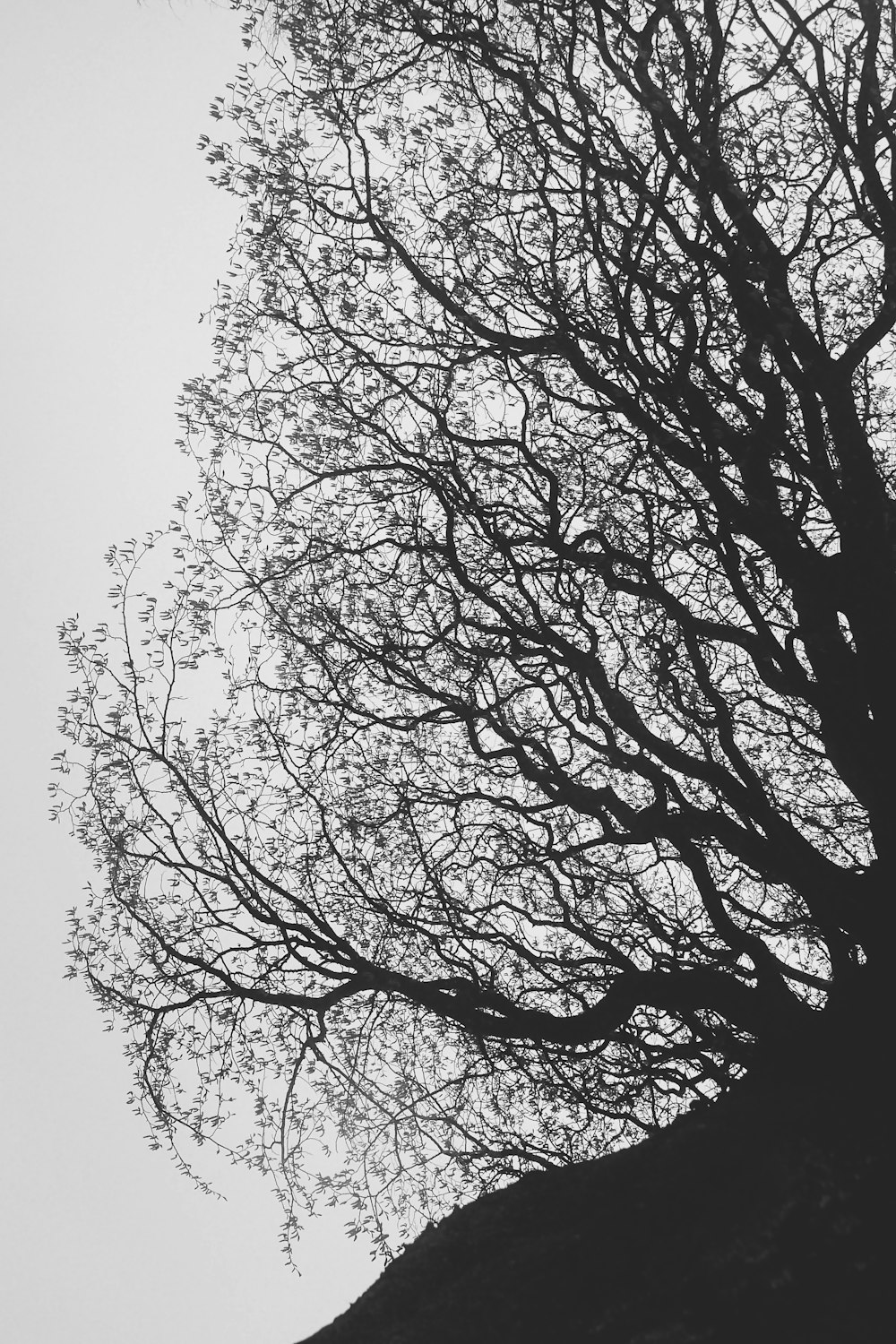 白い空の下の黒い裸の木