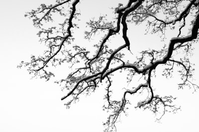 low angle photography of leafless tree bough teams background