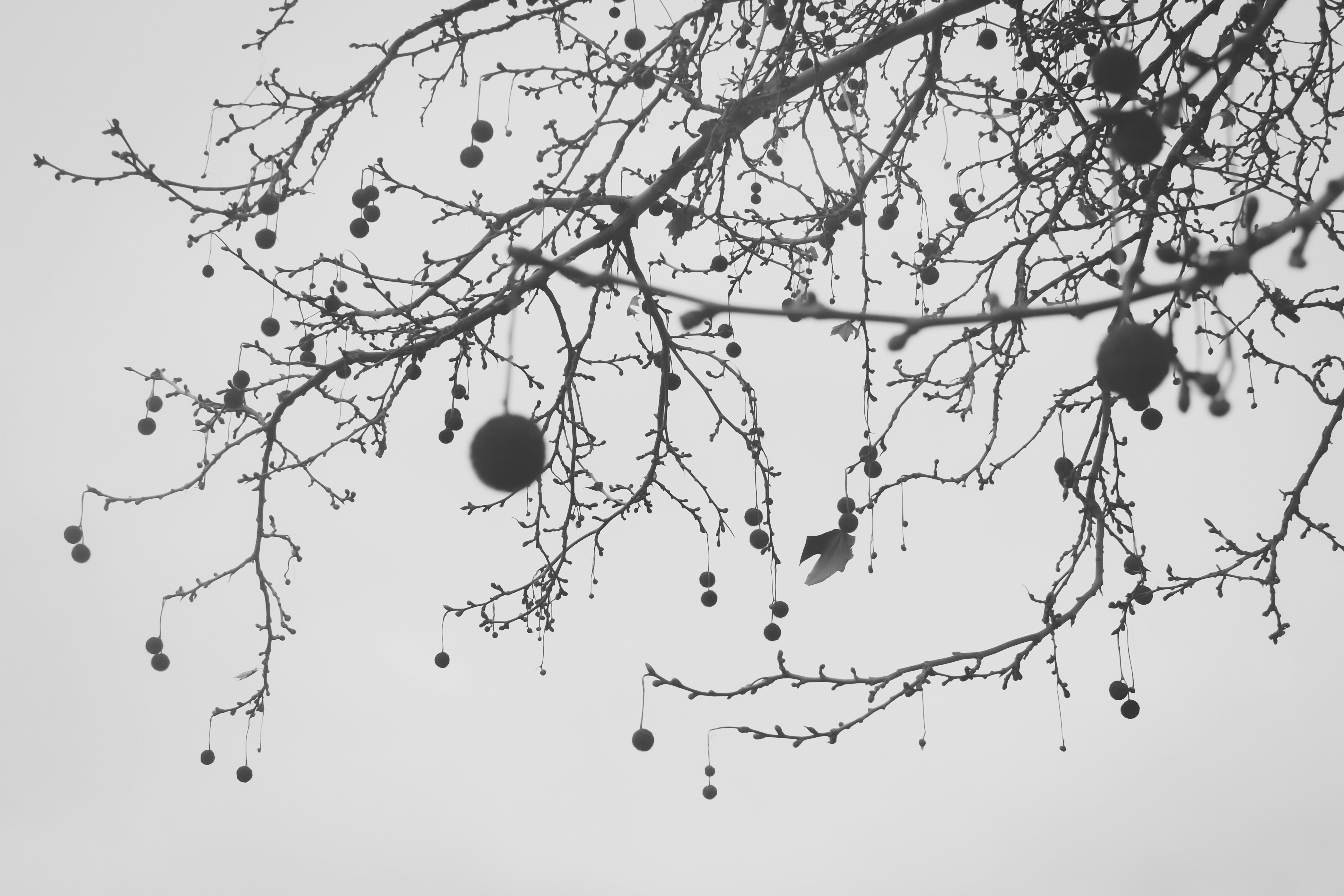 leafless tree under white sky during daytime bough teams background