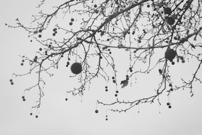 leafless tree under white sky during daytime bough google meet background