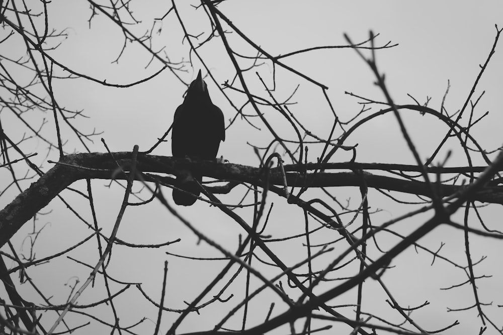 black crow on bare tree during daytime