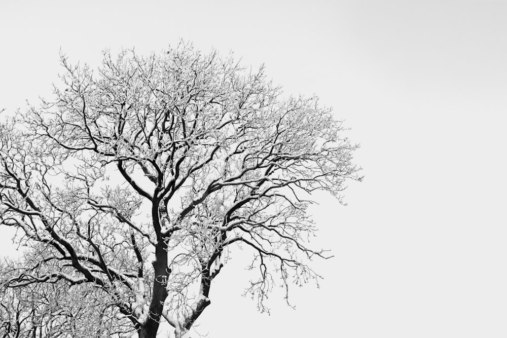 black bare tree under white sky