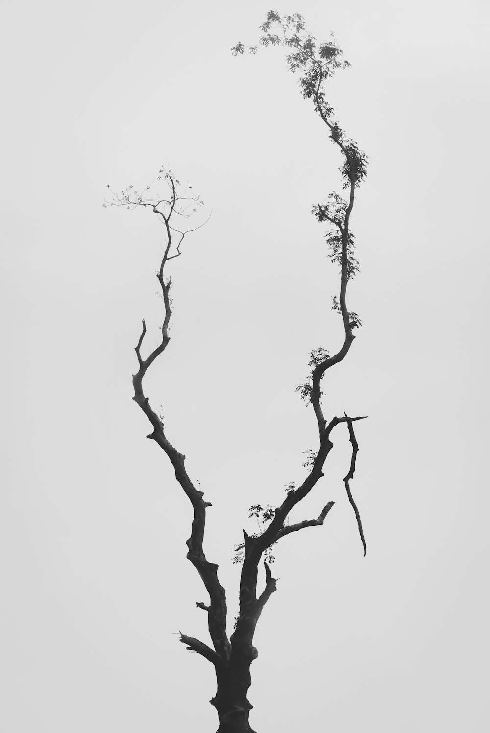 leafless tree with white background