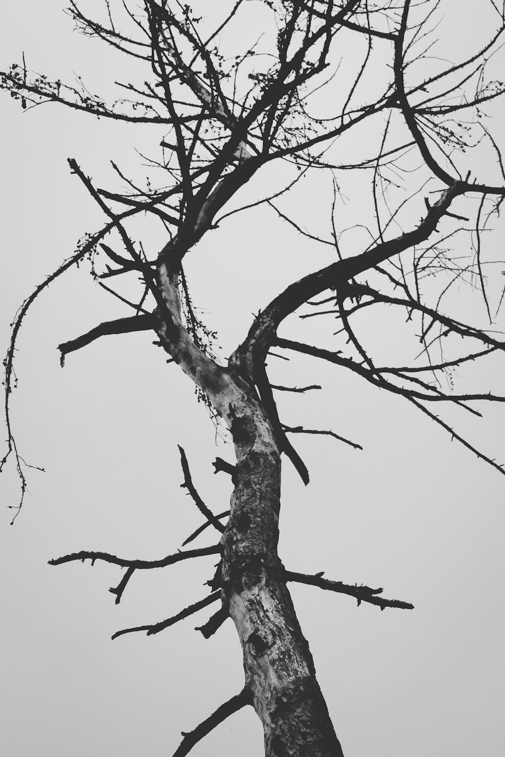 albero senza foglie sotto il cielo bianco