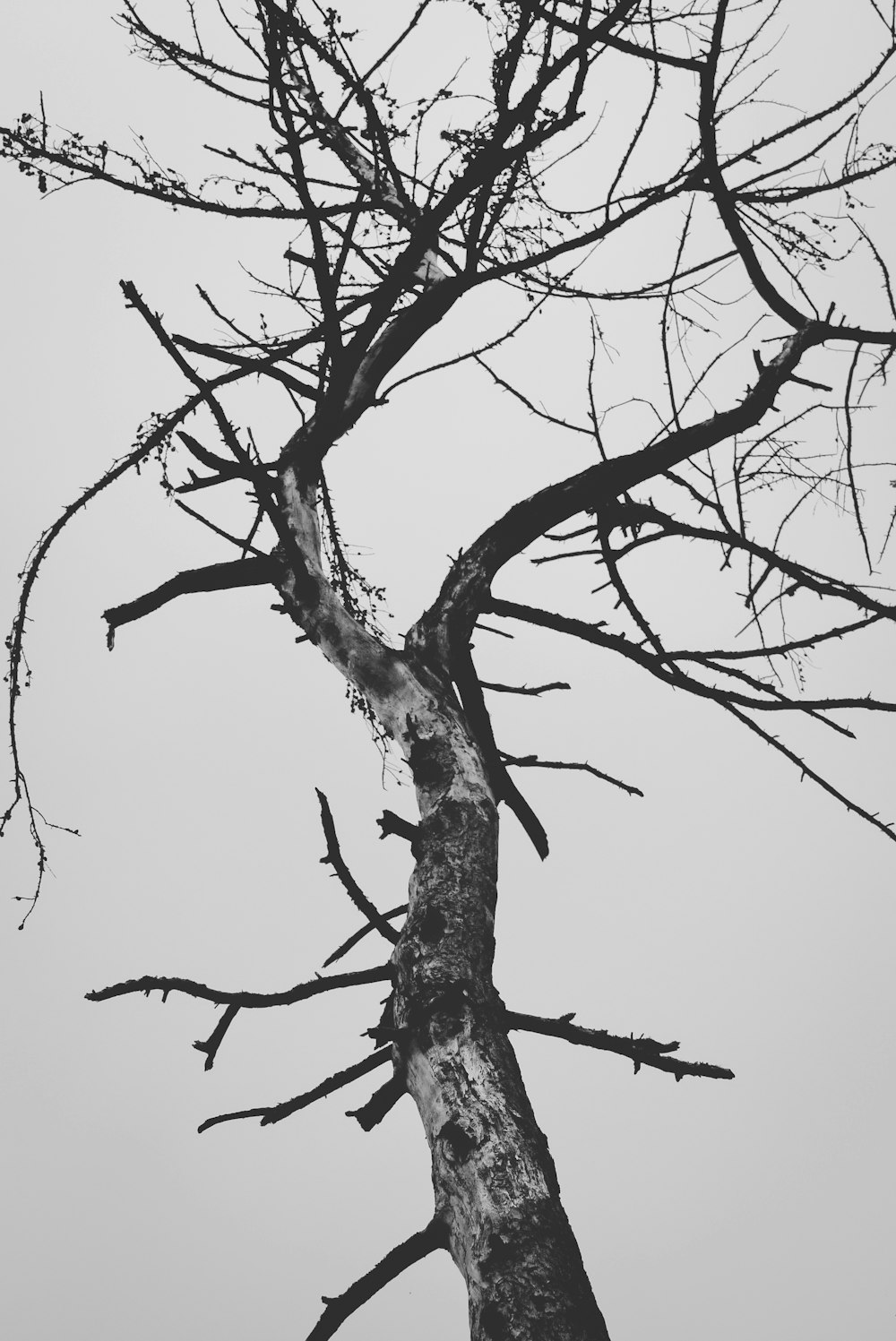 leafless tree under white sky