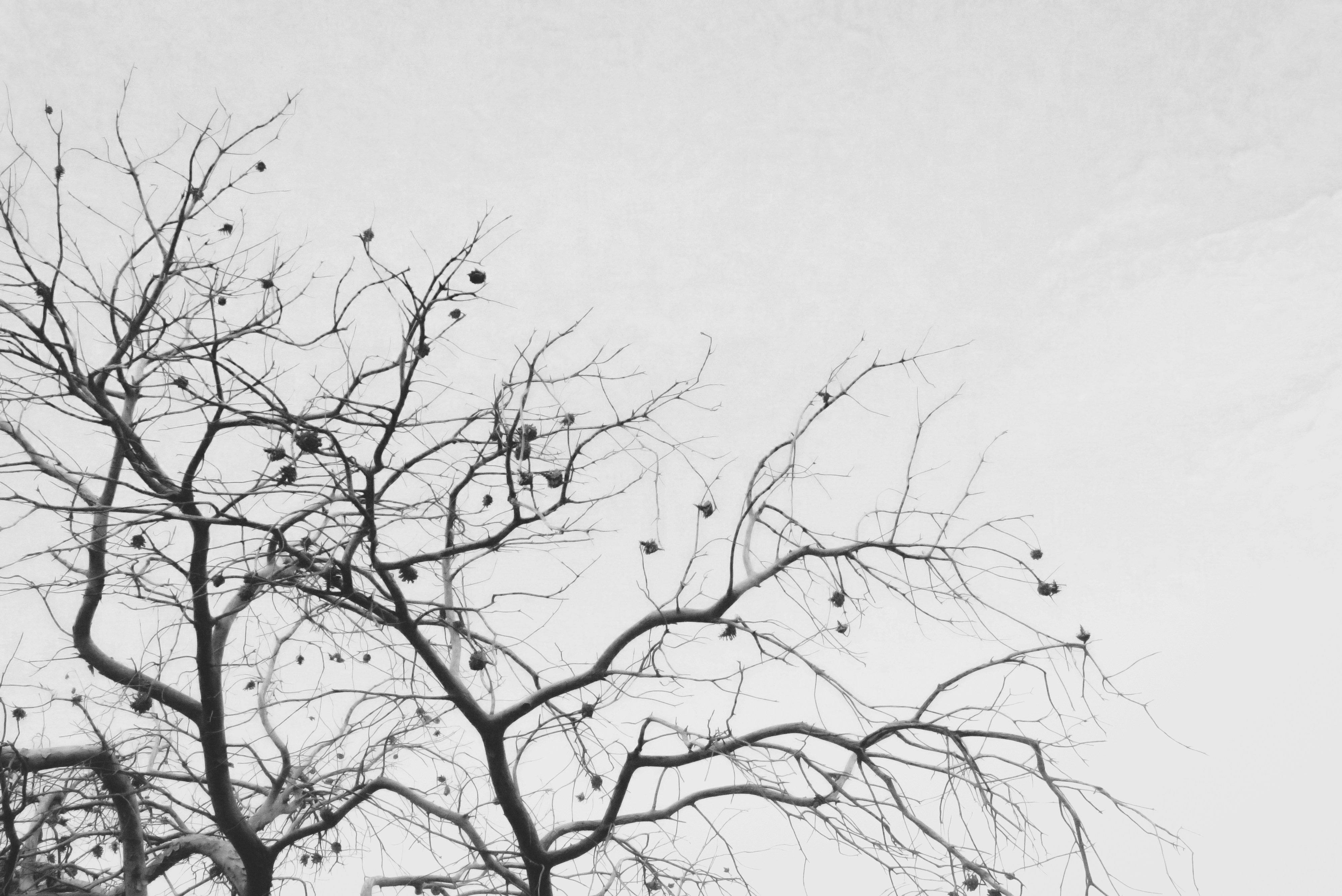 leafless tree under gray sky bough teams background