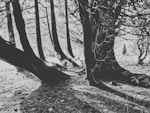 Forest Calm