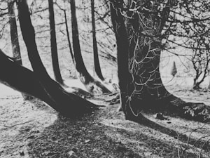 Forest Calm