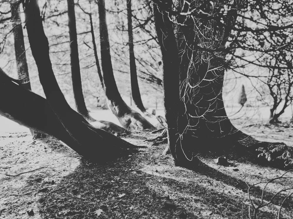 grayscale photo of leafless trees