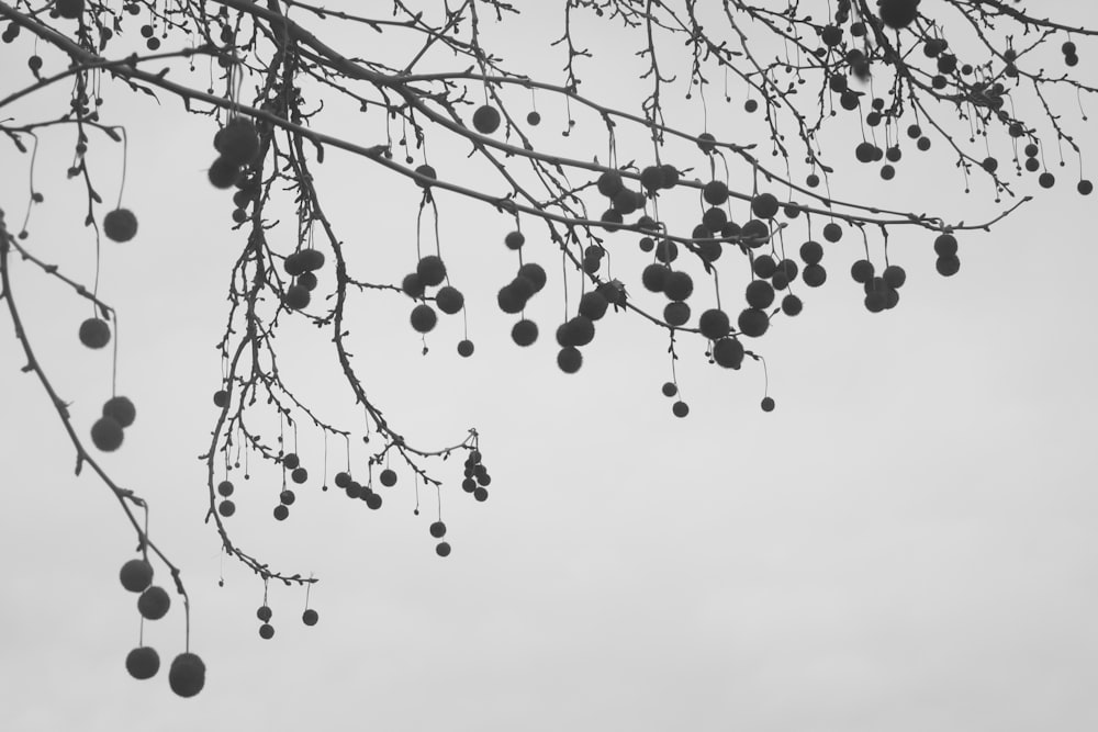 black round fruits on tree during daytime