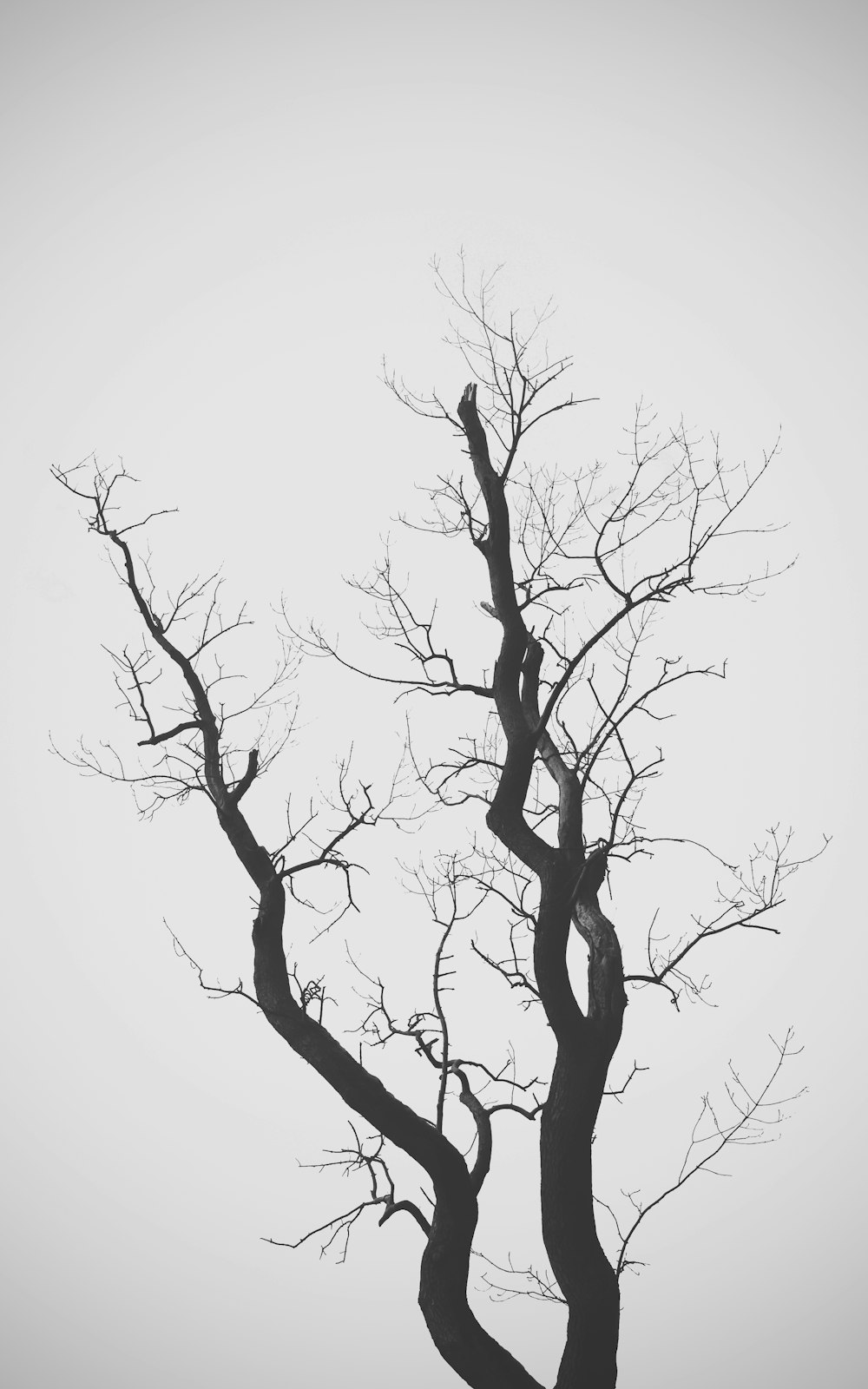 leafless tree under white sky