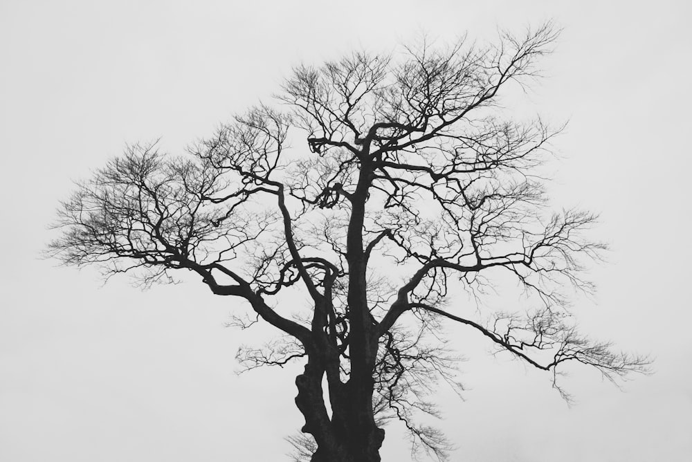 leafless tree under white sky