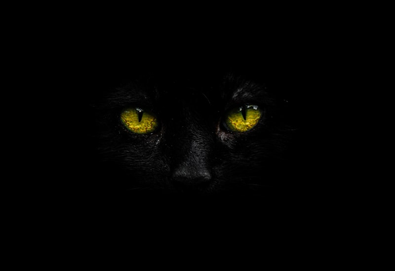 Primo piano di un gatto nero con occhi verdi