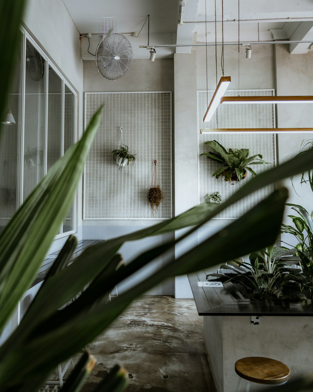 plante verte près d’un mur blanc