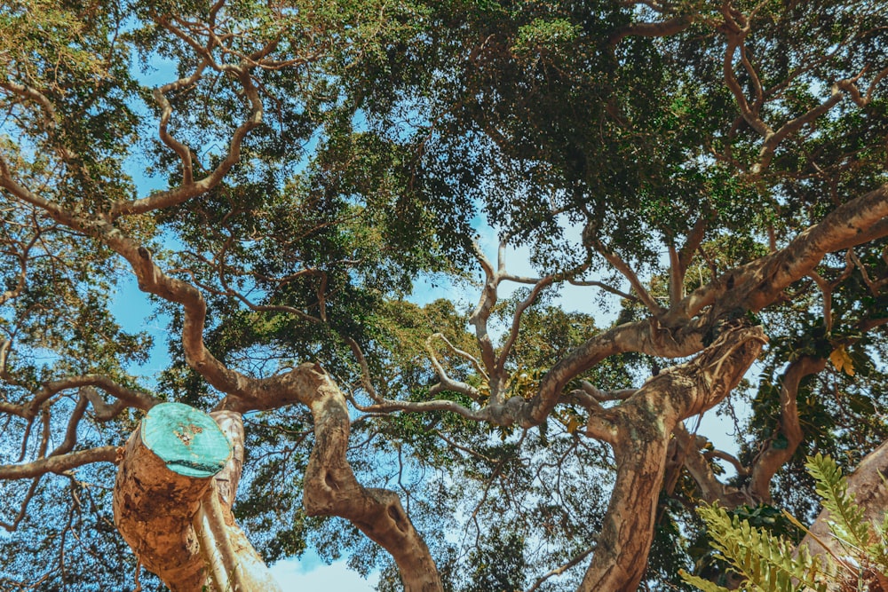 green tree with brown leaves during daytime