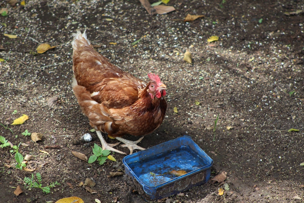 brown hen on green grass