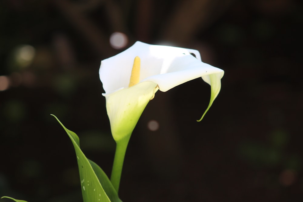 white flower with green leaves