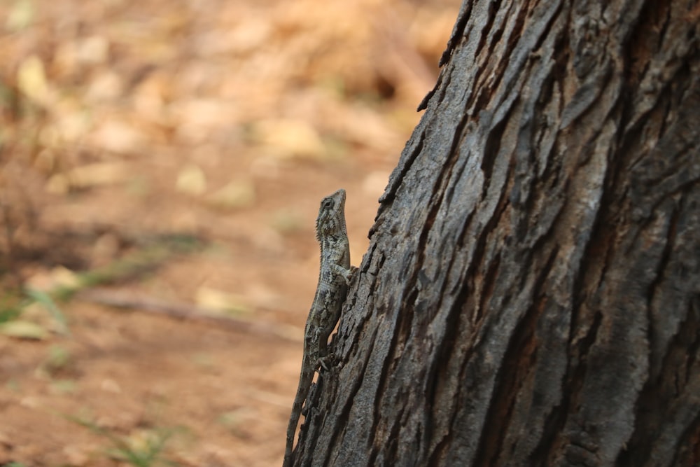 brown and gray lizard on brown tree trunk