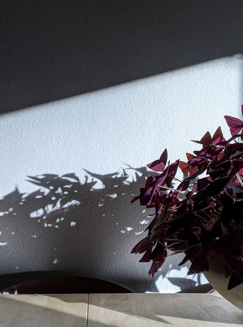 red and white maple leaves on white wall