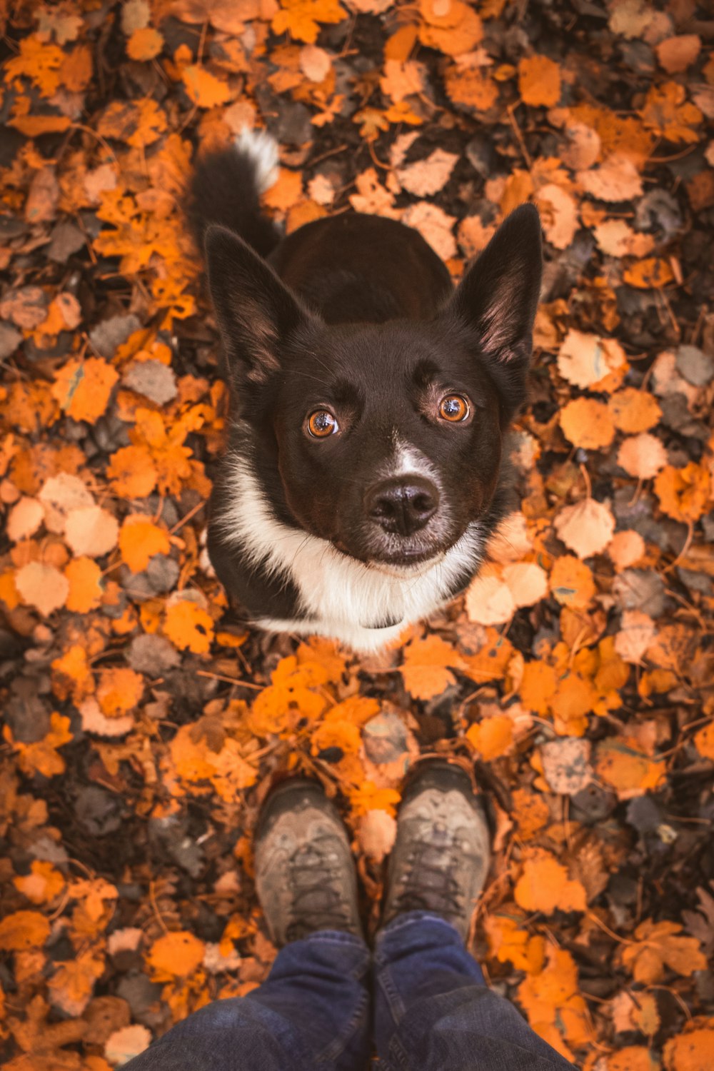 black and white border collie on brown leaves during daytime