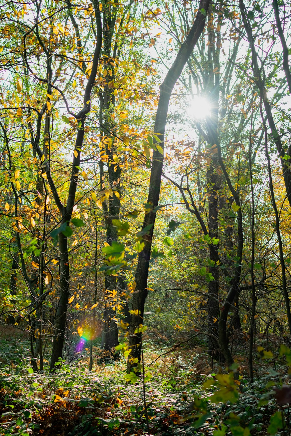 yellow and green leaf trees during daytime