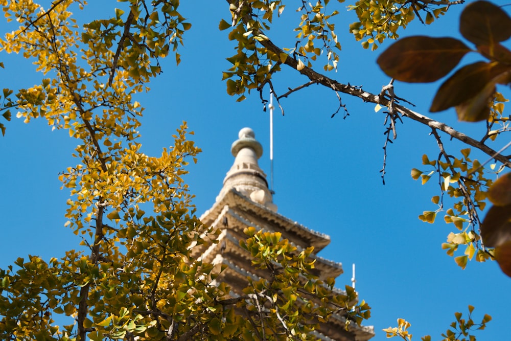 brown and green tree under blue sky during daytime