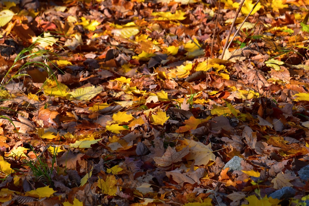 brown dried leaves on ground