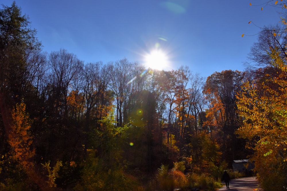 green and brown trees under blue sky during daytime