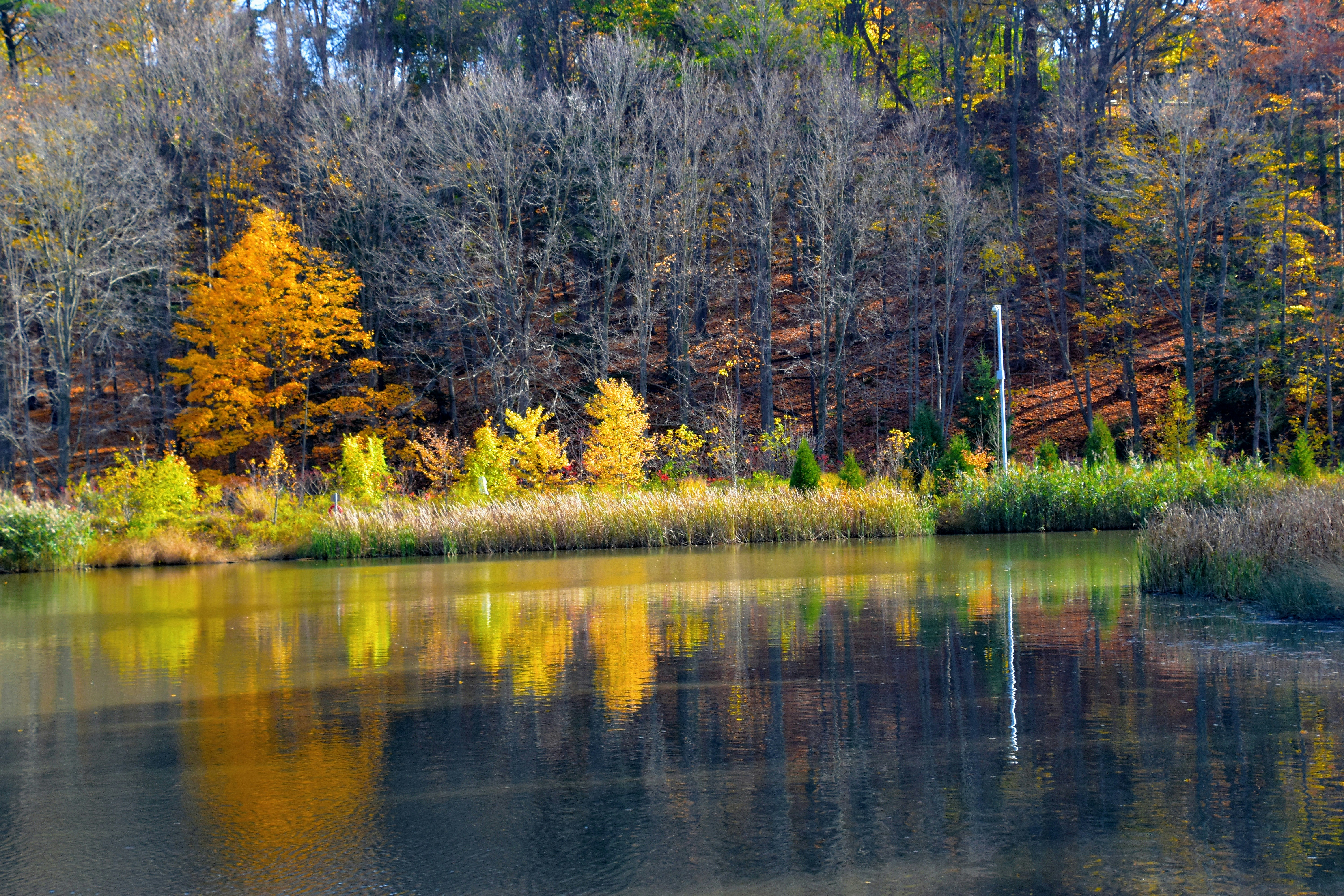 brown trees beside river during daytime