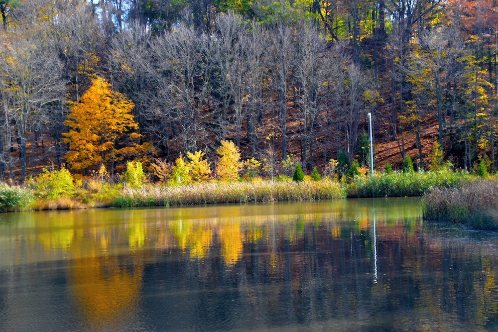 brown trees beside river during daytime