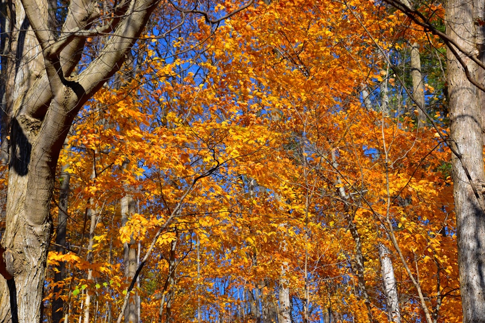 arbres à feuilles brunes et jaunes