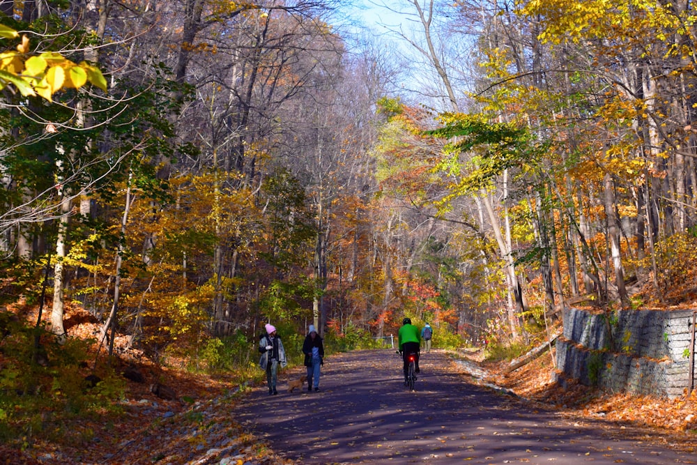 people walking on pathway between trees during daytime