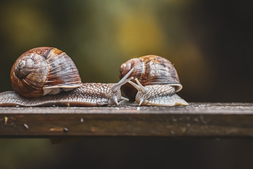 brown and gray snail on brown wooden surface