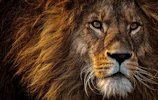 brown lion lying on green grass
