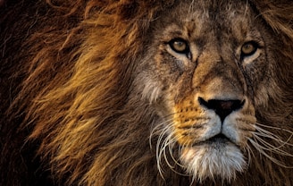 brown lion lying on green grass