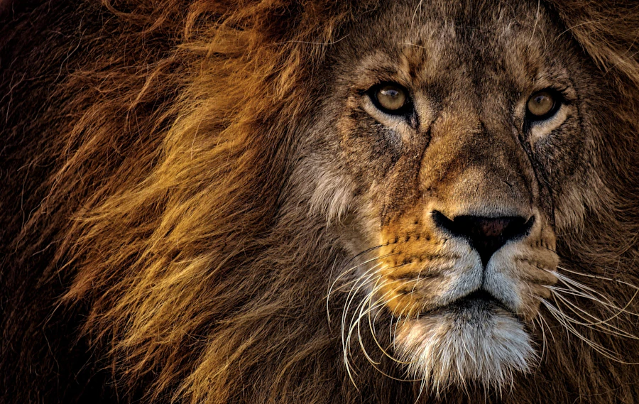 A male lion with a thick golden mane, photographed close and head-on