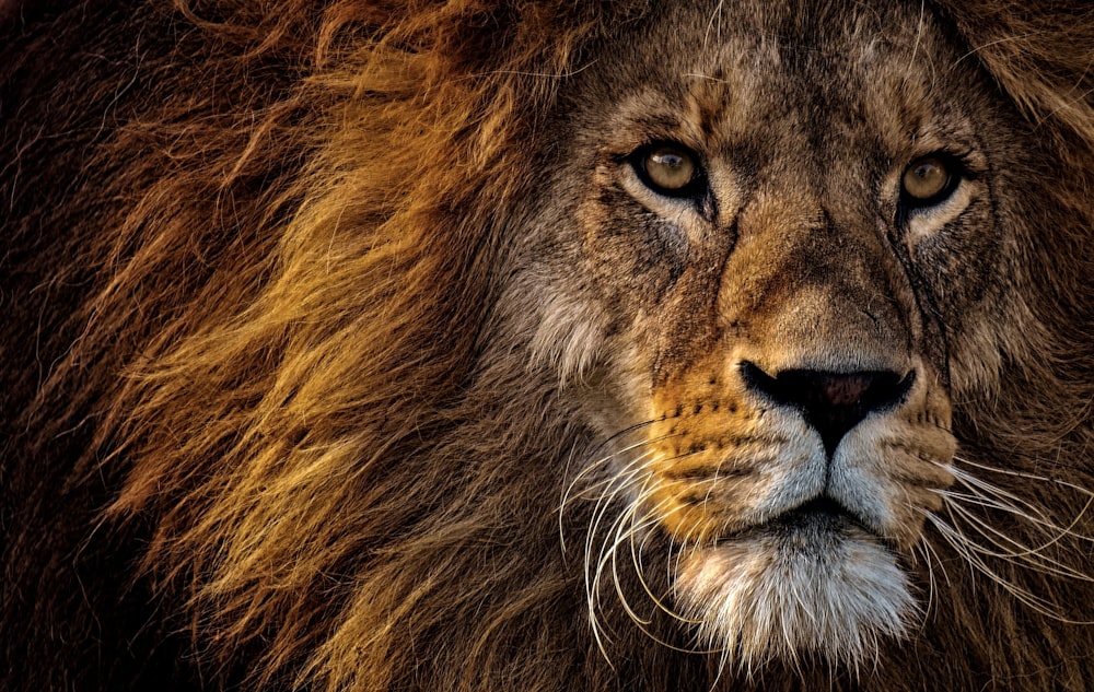 brown lion lying on green grass