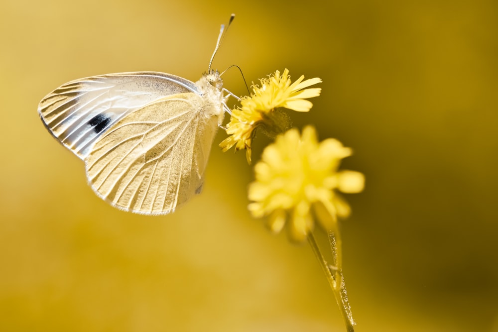 borboleta branca e preta empoleirada na flor amarela em fotografia de perto durante o dia