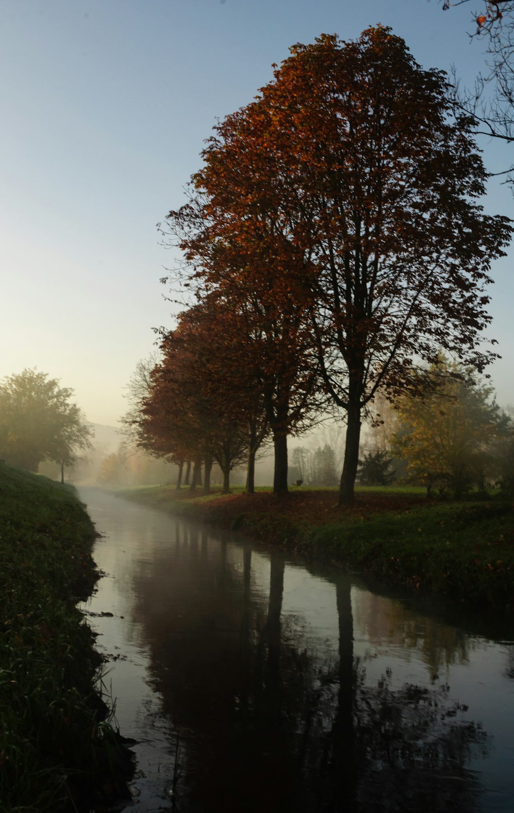 brown trees beside river during daytime