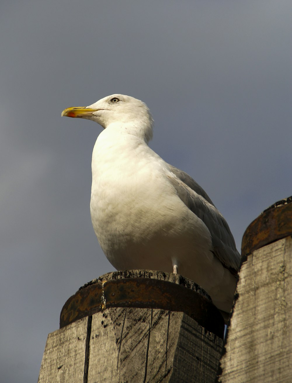 white gull perched on brown wooden post