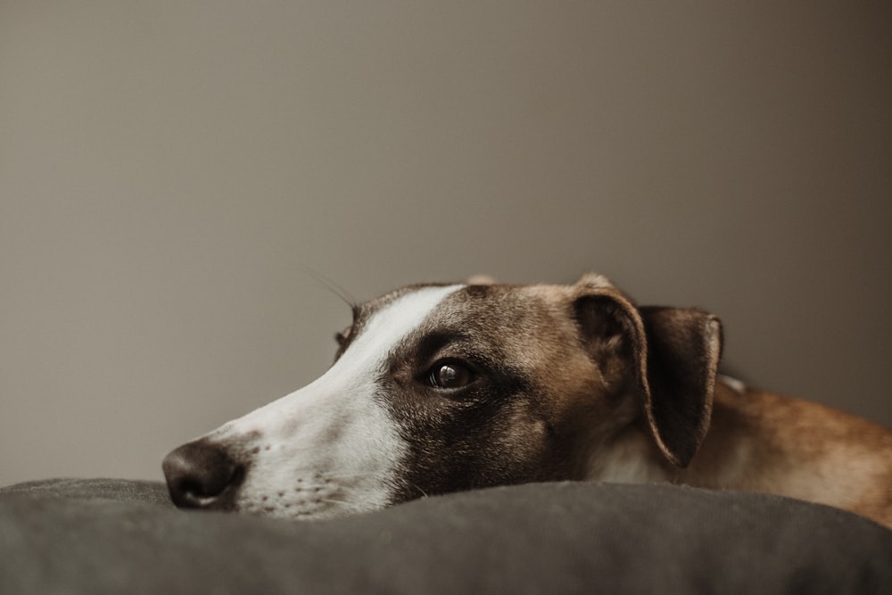 brown and white short coated dog lying on gray textile