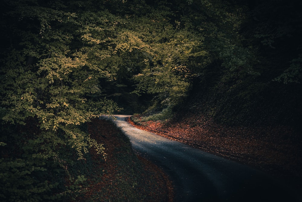 gray asphalt road between green trees during daytime