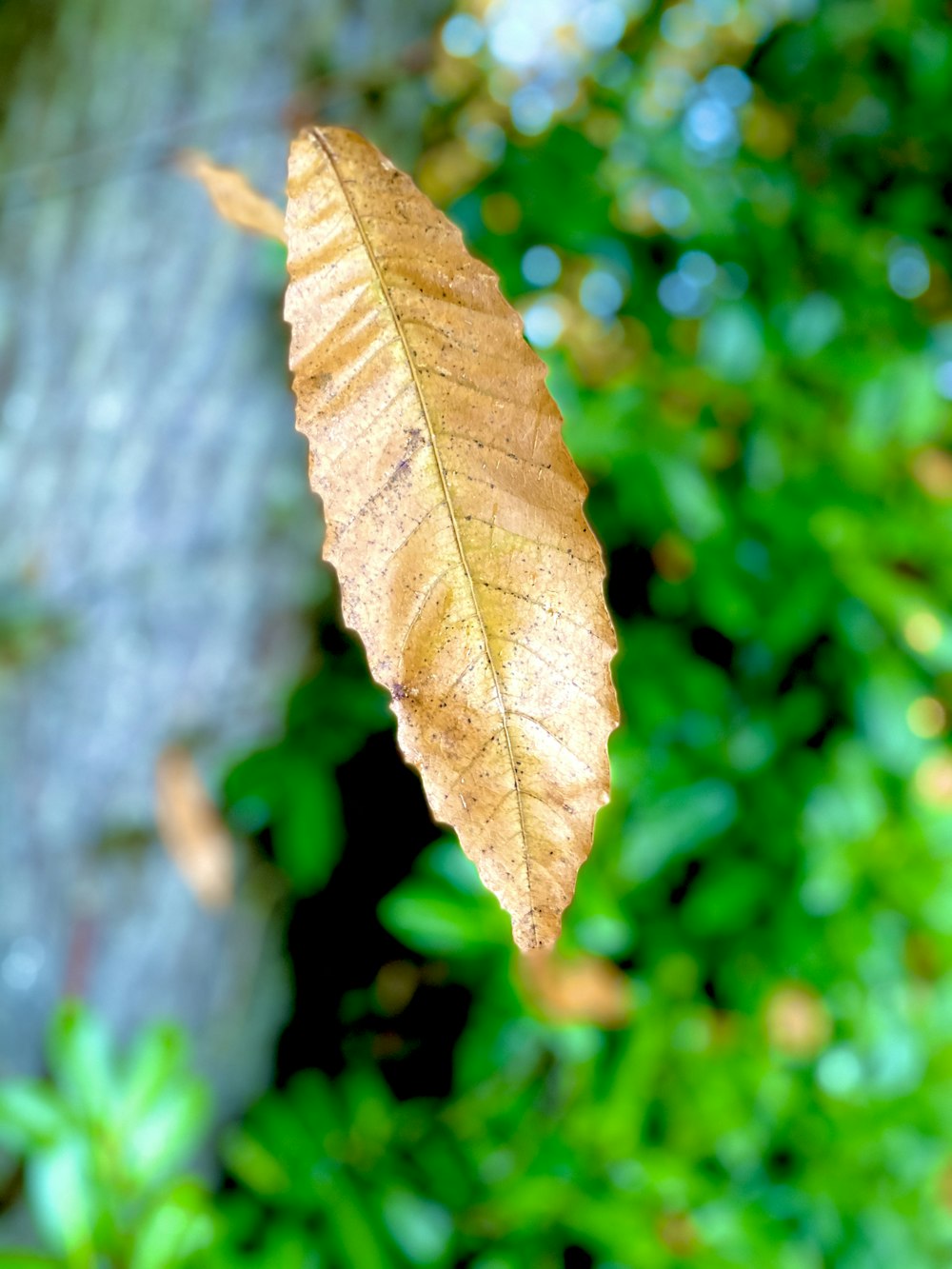 brown leaf on gray tree trunk