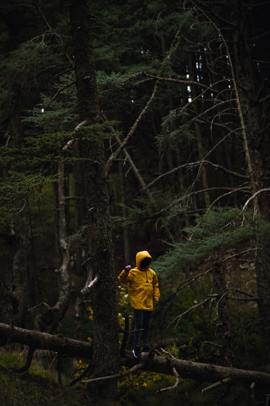 person in yellow jacket and black pants standing in the woods in Chrea Algeria