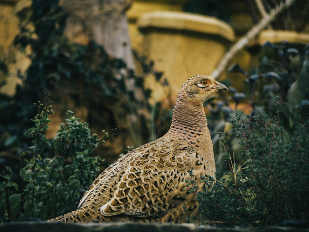 brown and white bird on green grass during daytime