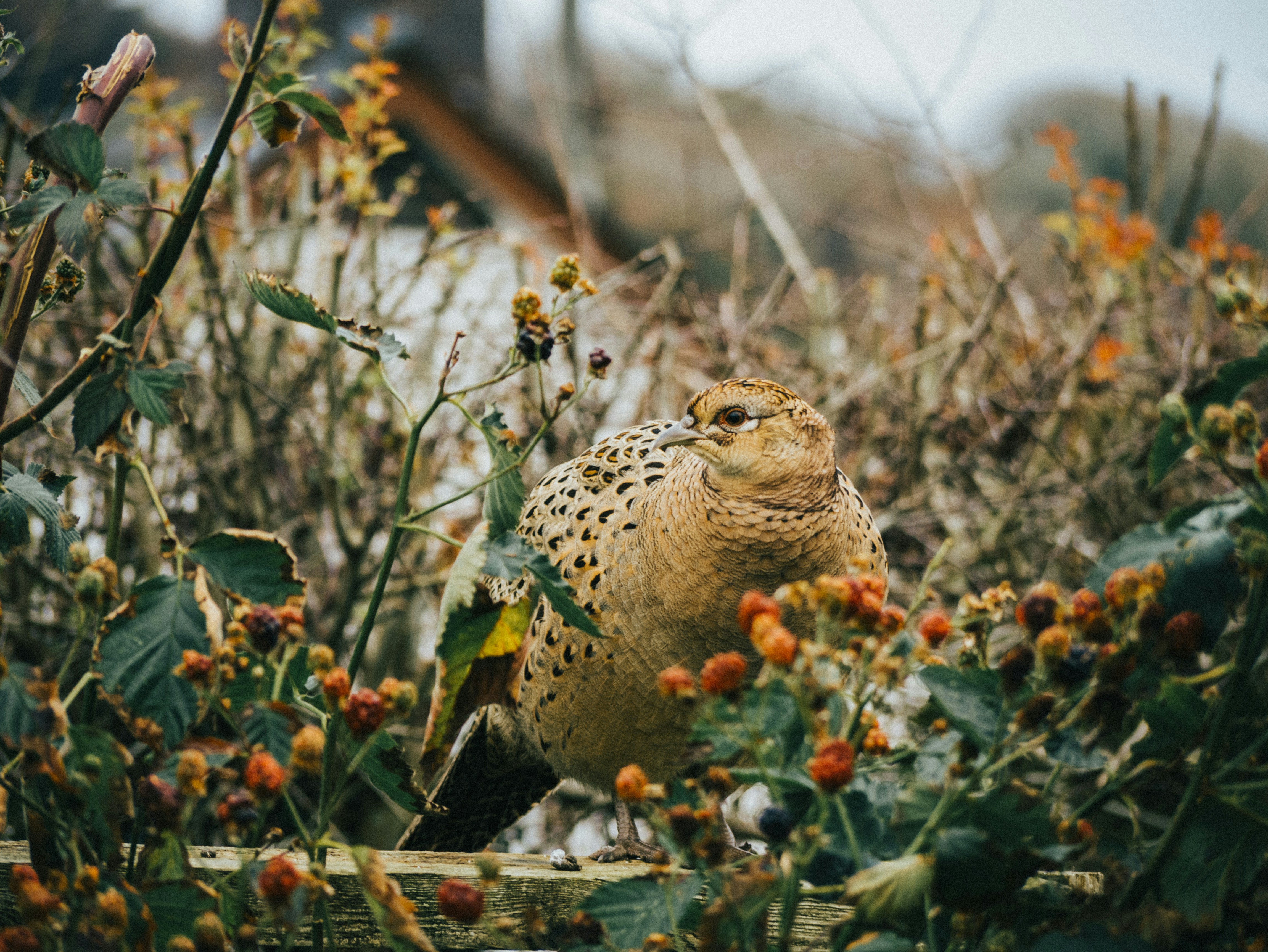 brown and black leopard on brown tree branch during daytime partridge teams background