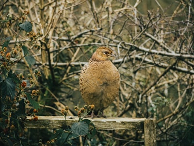 brown and white bird on brown wooden fence during daytime