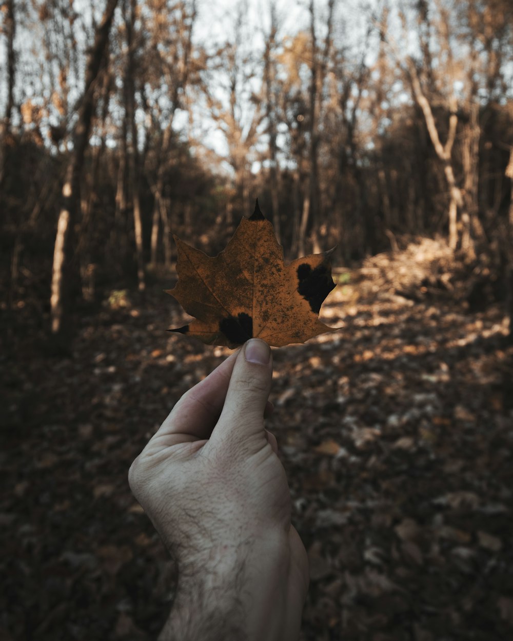 person holding brown dried leaf