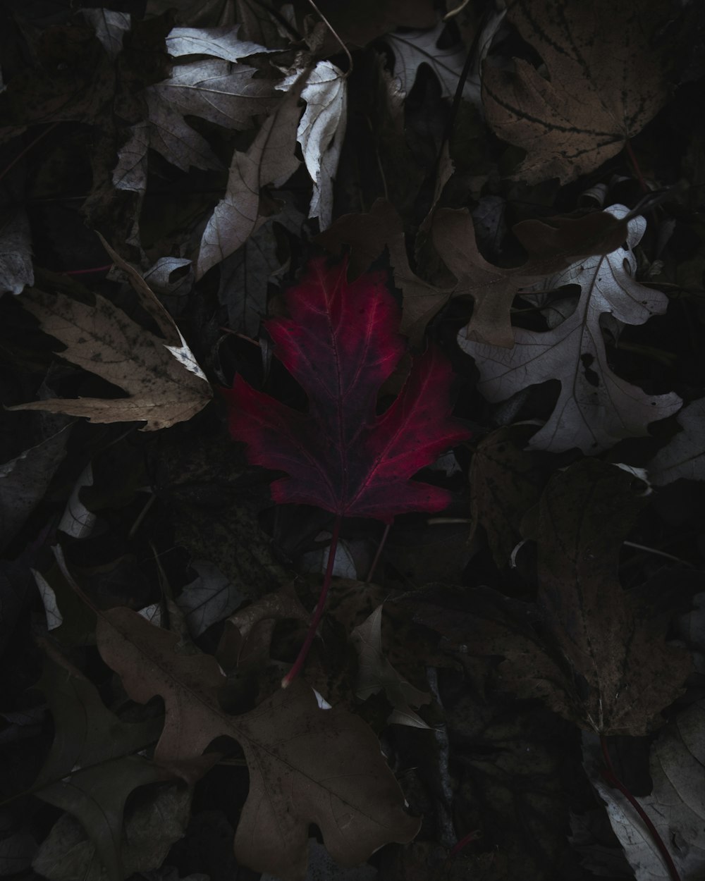 red maple leaf on brown leaves